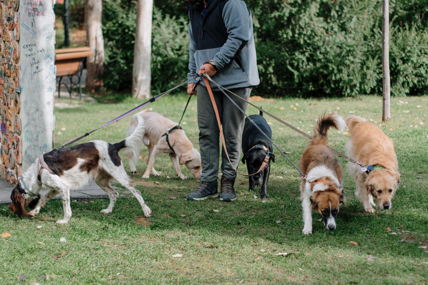 A professional Walkies UK walker confidently handling several dogs on their leads in a park