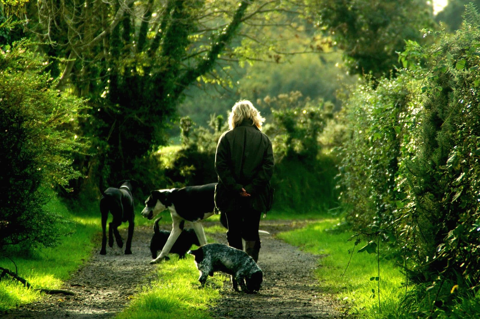 A walker and their dogs heading down a lush, green, tree-lined English lane