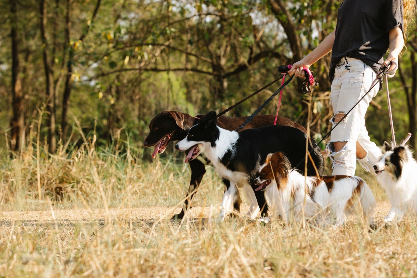 Well-behaved dogs walking calmly on their leads beside their walker on a countryside trail